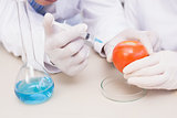 Scientists injecting tomato