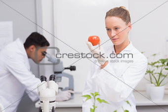 Focus scientist looking at tomato