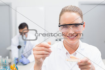 Scientist examining petri dish