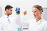 Concentrated scientists holding beakers with fluid
