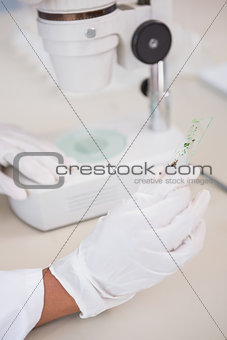 Scientist holding sample