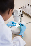 Scientist examining petri dish under microscope