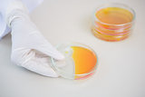 Scientist holding petri dish with orange fluid inside