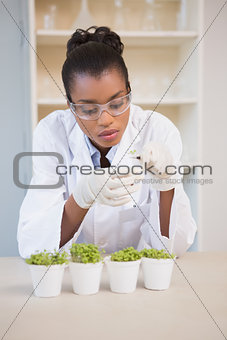 Scientist examining sprouts