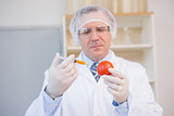 Food scientist working attentively with red tomato