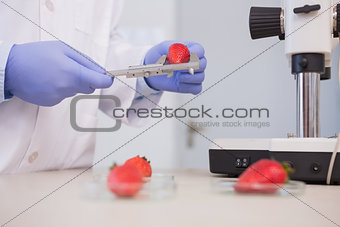scientist measuring strawberries