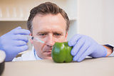 Scientist injecting sweet pepper