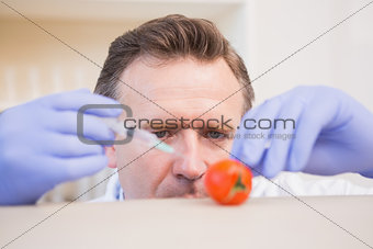 Scientist injecting tomato
