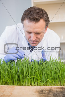 Scientist examining grass