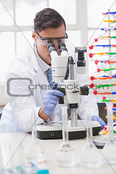 Scientist analysing petri dish with the microscope