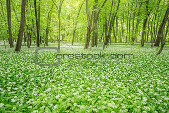 White flowers of the ramsons in the forest.