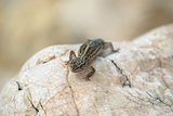 Gecko lizard on rocks