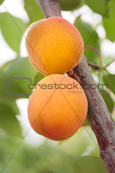Apricots ripen on the tree