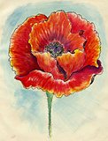 Poppy Flowers Sketch