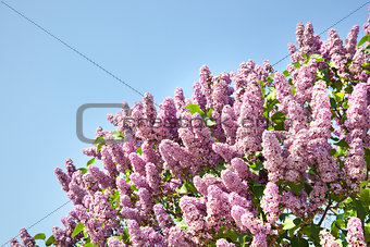 Pink flowers of lilac on the sky