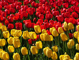 Red and yellow tulips field