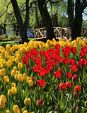 Red and yellow tulips in garden park