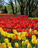 Tulips in spring park