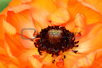 Close-up of a bright orange ranunculus