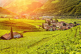 Beautiful sunset view over a vineyard in Italy