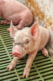 Baby pig in a pigsty