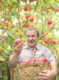 Elderly man harvesting a apple