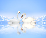 Mute swan on blue water