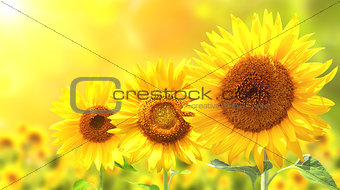 Three bright yellow sunflowers