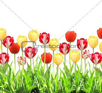 Flowers of a tulips and green grass