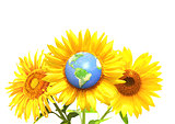 Three bright yellow sunflowers and Earth
