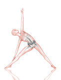 3D female medical figure with skeleton in yoga pose