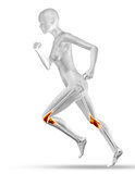 3D female medical figure with partial muscle map jogging