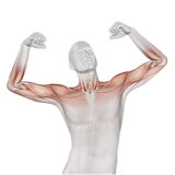 3D male medical figure with partial muscle map