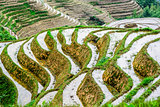 Chinese Rice Terraces