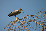 Hadada ibis 