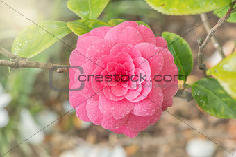 Japanese camellia.