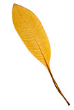 Beautiful golden leaf  