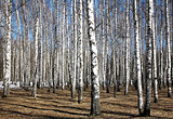 Spring sunny birch grove on blue sky