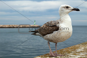 Seagull at Lagos Harbour, Algarve, Portugal