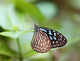 Beautiful butterfly