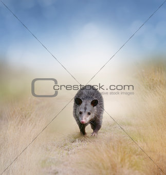 Opossum Walking