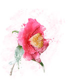 Rose Watercolor