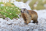 Alpine marmot (Marmota marmota) on rock