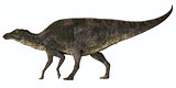 Maiasaura Dinosaur Profile