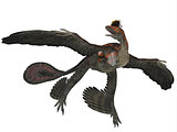Microraptor Dinosaur Profile