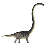 Omeisaurus over White