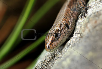 Viviparous lizard on stone close-up