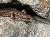 Viviparous lizard on stone