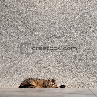 Tabby cat laying on a sun