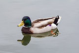 Male Drake Mallard Duck Swimming